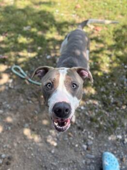 Rescue Pit Bull Terrier Dogs for Adoption in Myerstown, Pennsylvania - Victor | PetCurious