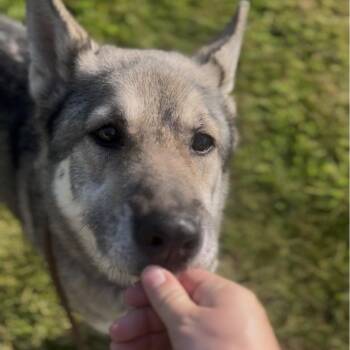 Willow -  Siberian Husky and German Shepherd Dog Dog for Adoption in Marysville, Ohio - Willow | PetCurious