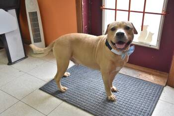 Labrador Retriever and Pit Bull Terrier Dogs Available for Adoption in North Judson, Indiana - HopScotch | PetCurious