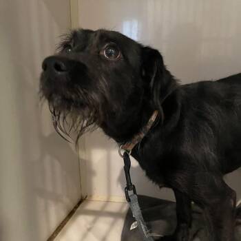 0850-D26 -  Schnauzer and Wirehaired Dachshund Dog for Adoption in Port Charlotte, Florida - 0850-D26 | PetCurious