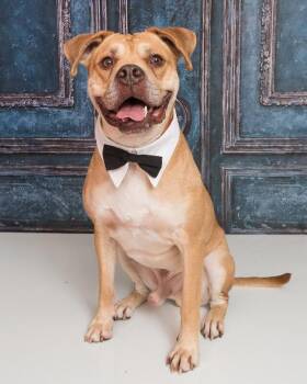 Loyal -  Mixed Breed Dog for Adoption in Cincinnati, Ohio - Loyal | PetCurious