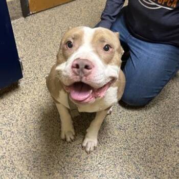 Mixed Breed Dogs Available for Adoption in Merriam, Kansas - Guapo | PetCurious