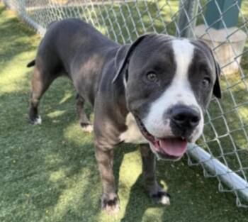 Rescue Pit Bull Terrier Dogs for Adoption in Los Angeles, California - Dice | PetCurious