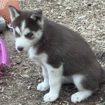 Husky Dogs Available for Adoption in Fredericksburg, Virginia - Coco Jones | PetCurious