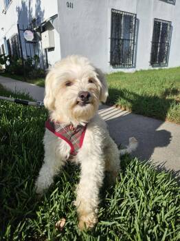 Max -  Maltipoo Dog for Adoption - Max | PetCurious