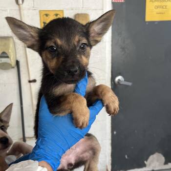 Minky -  Shepherd Dog for Adoption in Edinburg, Texas - Minky | PetCurious