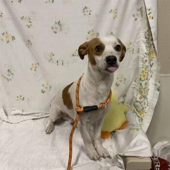 TEDDY -  Chihuahua and Parson Russell Terrier Dog for Adoption in Modesto, California - TEDDY | PetCurious