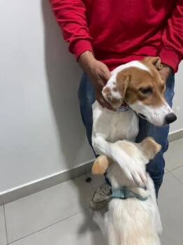 Sandy -  Hound and Terrier Dog for Adoption in Gig Harbor, Washington - Sandy | PetCurious