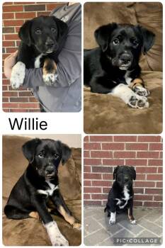 Shepherd Dogs Available for Adoption - Willie | PetCurious