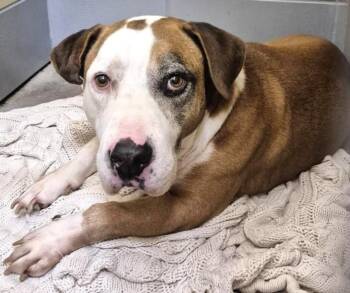 YANIS -  American Staffordshire Terrier and Mixed Breed Dog for Adoption in Houston, Texas - YANIS | PetCurious