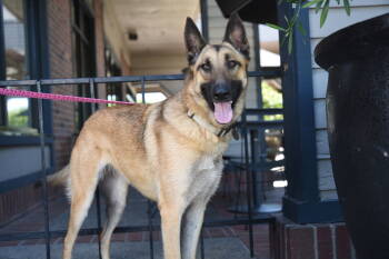 Rescue German Shepherd Dog Dogs for Adoption in Modesto, California - Dakota | PetCurious