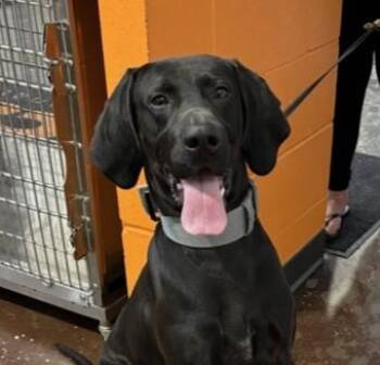 Buddy -  German Shorthaired Pointer and Mixed Breed Dog for Adoption in Cincinnati, Ohio - Buddy | PetCurious
