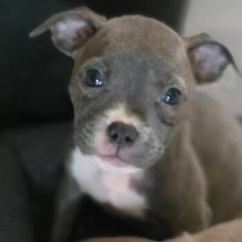 Pit Bull Terrier and Mixed Breed Dogs Available for Adoption - Clover | PetCurious