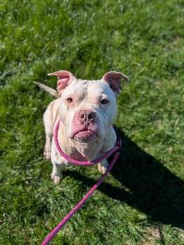 Pit Bull Terrier Dogs Available for Adoption in Dayton, Ohio - MR.OINKERTON | PetCurious