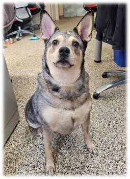 Australian Cattle Dog Blue Heeler Dogs Available for Adoption in Frisco, Colorado - LILO | PetCurious