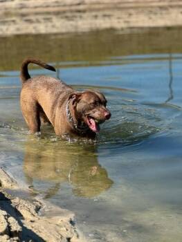 Rescue Chocolate Labrador Retriever Dogs for Adoption in Lynn Haven, Florida - NIKE | PetCurious