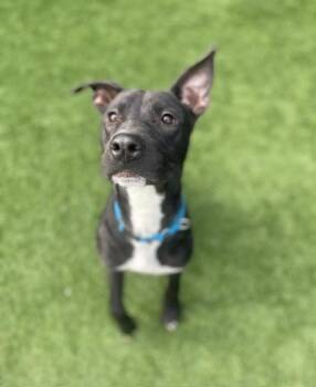 SNOOPY -  Mixed Breed Dog for Adoption in Dallas, Texas - SNOOPY | PetCurious