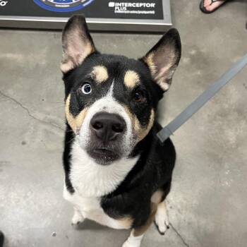 Trooper -  German Shepherd Dog and Husky Dog for Adoption in Tampa, Florida - Trooper | PetCurious
