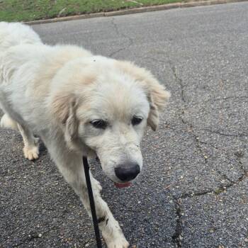 Benji -  Great Pyrenees and Mixed Breed Dog for Adoption in Montgomery, Alabama - Benji | PetCurious