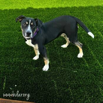 Bowie -  Pit Bull Terrier and Mixed Breed Dog for Adoption in Cheyenne, Wyoming - Bowie | PetCurious