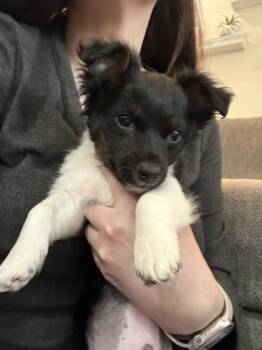 Chihuahua and Mixed Breed Dogs Available for Adoption in Hillsboro, Oregon - Bear | PetCurious