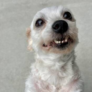 Buddy -  Mixed Breed Dog for Adoption in Matteson, Illinois - Buddy | PetCurious