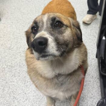German Shepherd Dog and Mixed Breed Dogs Available for Adoption in Reno, Nevada - Linkon | PetCurious