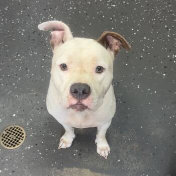 Rescue Mixed Breed Dogs for Adoption in Columbiana, Alabama - Sir Bob | PetCurious