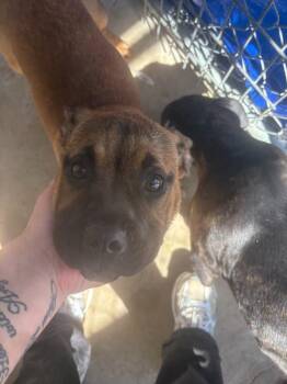 Pit Bull Terrier and Mixed Breed Dogs Available for Adoption - Willow | PetCurious