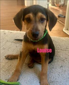 Rescue Hound Dogs for Adoption in Eutawville, South Carolina - Louise | PetCurious