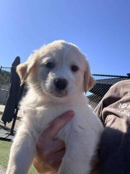 Golden Puppies -  Golden Retriever Dog for Adoption in Richmond, Kentucky - Golden Puppies | PetCurious