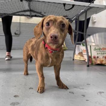Dachshund Dogs Available for Adoption in New York, New York - Candy | PetCurious