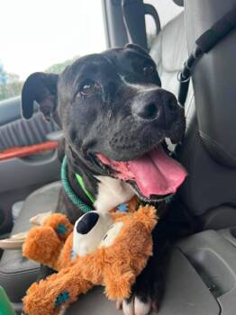 Buck -  Pit Bull Terrier Dog for Adoption in Wantagh, New York - Buck | PetCurious