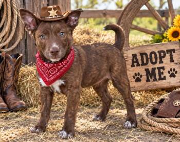 BULLET -  Labrador Retriever Dog for Adoption in Locust Fork, Alabama - BULLET | PetCurious