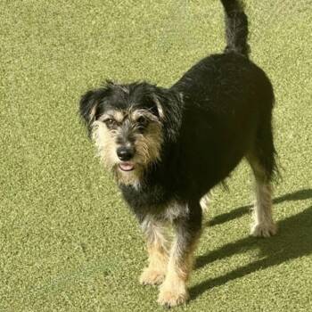 DUNCAN -  Terrier Dog for Adoption in Norwalk, Connecticut - DUNCAN | PetCurious