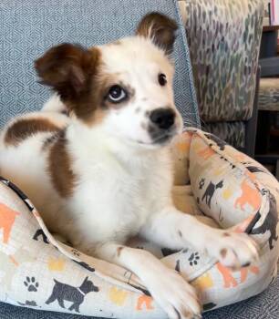 Lyra -  Australian Shepherd Dog for Adoption in Cottonwood, Arizona - Lyra | PetCurious