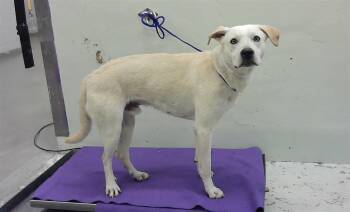 Labrador Retriever and Mixed Breed Dogs Available for Adoption in Houston, Texas - A2067761 | PetCurious