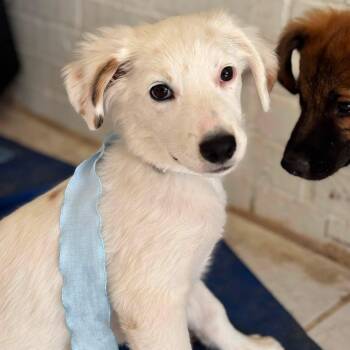 Mamas -  Great Pyrenees and Retriever Dog for Adoption in Harlingen, Texas - Mamas | PetCurious