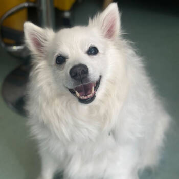 Rescue American Eskimo Dog Dogs for Adoption in San Francisco, California - Harvest Moon 13474 | PetCurious