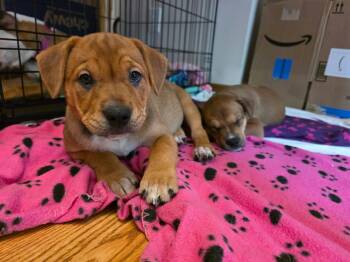 Bingo -  Boxer and Pit Bull Terrier Dog for Adoption in Minneapolis, Minnesota - Bingo | PetCurious