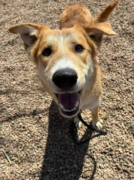 Shepherd Dogs Available for Adoption - Zach | PetCurious