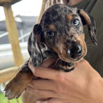 Peanut -  Dachshund Dog for Adoption - Peanut | PetCurious