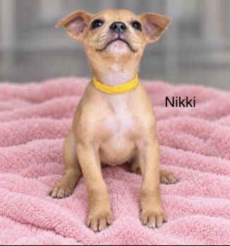 Nikki -  Retriever Dog for Adoption in Pawleys Island, South Carolina - Nikki | PetCurious