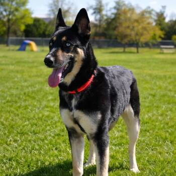 Shepherd and German Shepherd Dog Dogs Available for Adoption in Houston, Texas - Bug - Beautiful, Sweet, Affectionate, Calm And Overall Good Girl | PetCurious