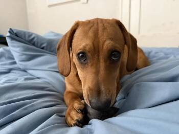 Rosemary -  Dachshund Dog for Adoption in East Amherst, New York - Rosemary | PetCurious