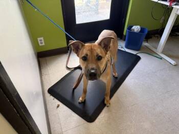 KALADIN -  Pit Bull Terrier and Mixed Breed Dog for Adoption in Kent, Washington - KALADIN | PetCurious