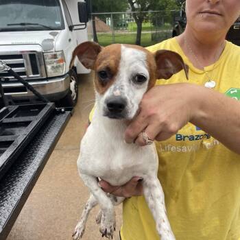 Wishbone -  Terrier Dog for Adoption in Lake Jackson, Texas - Wishbone | PetCurious