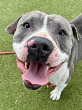Dulce -  Mixed Breed Dog for Adoption in Wichita, Kansas - Dulce | PetCurious
