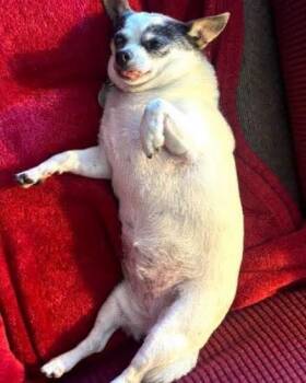 Tabby -  Chihuahua Dog for Adoption in Panama City, Florida - Tabby | PetCurious