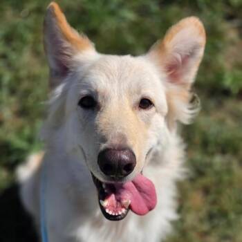 Wally -  Shepherd and Mixed Breed Dog for Adoption in Roanoke, Virginia - Wally | PetCurious